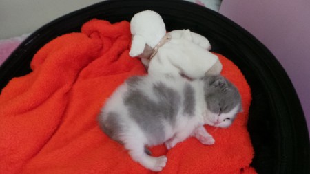 Anúbis Gatinhas e Miaus 