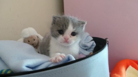 Anúbis Gatinhas e Miaus