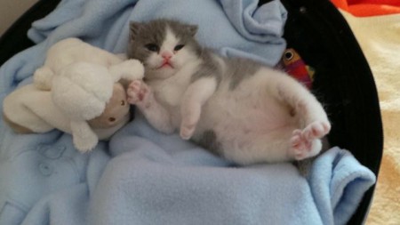 Anúbis Gatinhas e Miaus