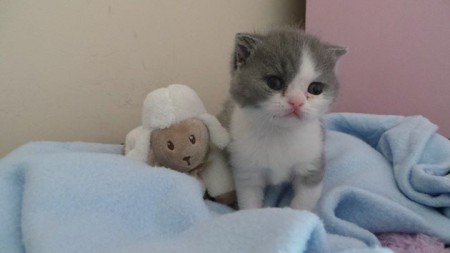 Anúbis Gatinhas e Miaus
