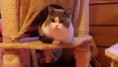 /album/galeria-de-fotos-os-nossos-gatos/wills-jpg/