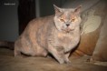 /album/galeria-de-fotos-os-nossos-gatos/cynthia-jpg/