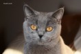/album/galeria-de-fotos-os-nossos-gatos/blue-jpg/