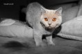 /album/galeria-de-fotos-os-nossos-gatos/ivanka-jpg/