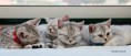 /album/galeria-de-fotos%3a-ninhada-n%c3%a3o-registada/bebes-jpg/